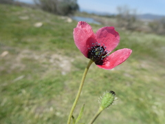 Papaver hybridum
