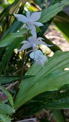Calanthe arisanensis