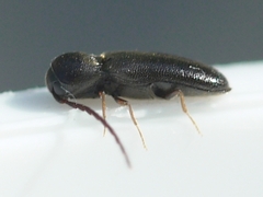 Microrhagus breviangularis