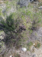 Ericameria linearifolia