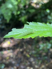 Lepidoptera