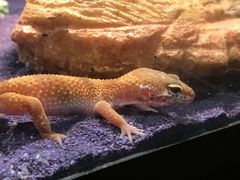 Eublepharis macularius