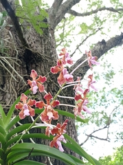 Vanda limbata