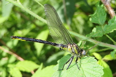 Arigomphus cornutus