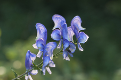 Aconitum variegatum