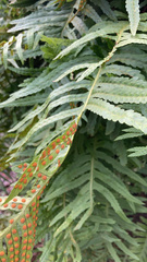 Polypodium