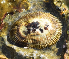 Siphonaria pectinata