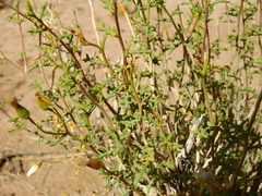 Senecio ganganensis