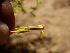 Senecio ganganensis