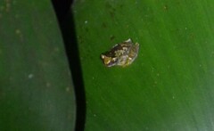 Dendropsophus ebraccatus
