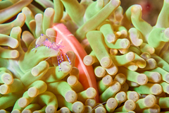 Ancylomenes sarasvati