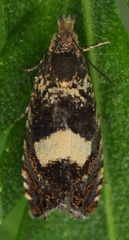 Dichrorampha sequana