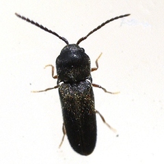 Microrhagus triangularis