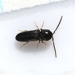 Microrhagus triangularis