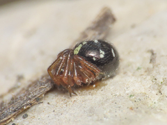 Crustulina scabripes