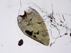 Calliergonella cuspidata