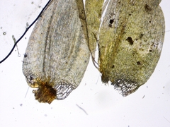 Calliergonella cuspidata