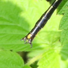 Arigomphus cornutus
