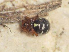 Crustulina scabripes