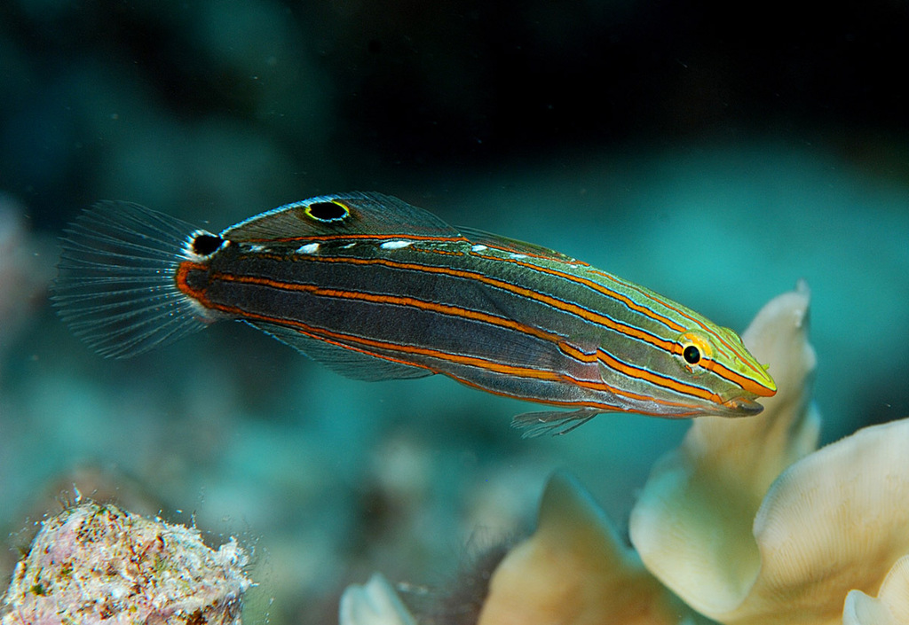 Old glory (Koumansetta rainfordi) — Gobiidae