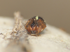 Crustulina scabripes