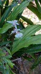 Calanthe arisanensis