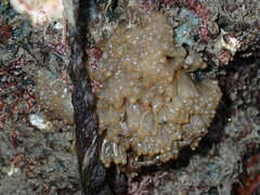 Ecteinascidia turbinata