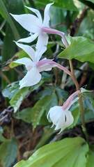 Calanthe arisanensis