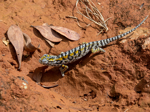 Carpet Chameleon, Furcifer lateralis