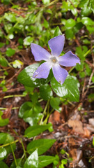 Vinca difformis
