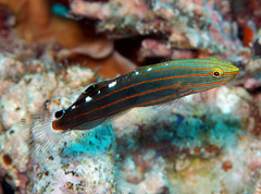 Koumansetta rainfordi