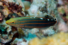 Koumansetta rainfordi