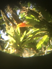 Vriesea