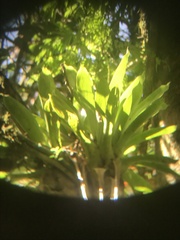 Vriesea