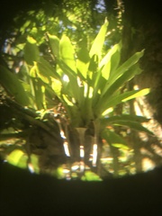 Vriesea