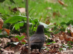 Turdus merula