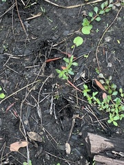 Odocoileus virginianus