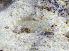 Istigobius rigilius