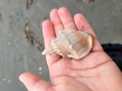 Struthiolaria papulosa