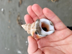 Struthiolaria papulosa