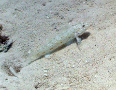 Istigobius rigilius