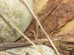 Crustulina scabripes