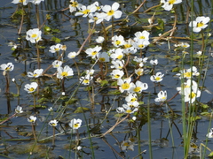 Ranunculus aquatilis