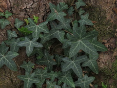 Hedera helix