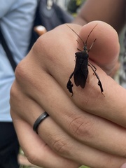 Leptoglossus ingens