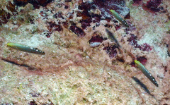 Koumansetta rainfordi