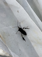 Leptoglossus ingens