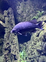 Hephaestus tulliensis