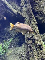 Hephaestus tulliensis