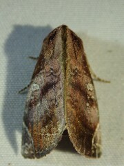 Hemicephalis